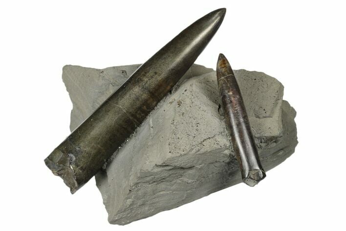 Two Jurassic Belemnite (Passaloteuthis) Fossils - Germany #177654